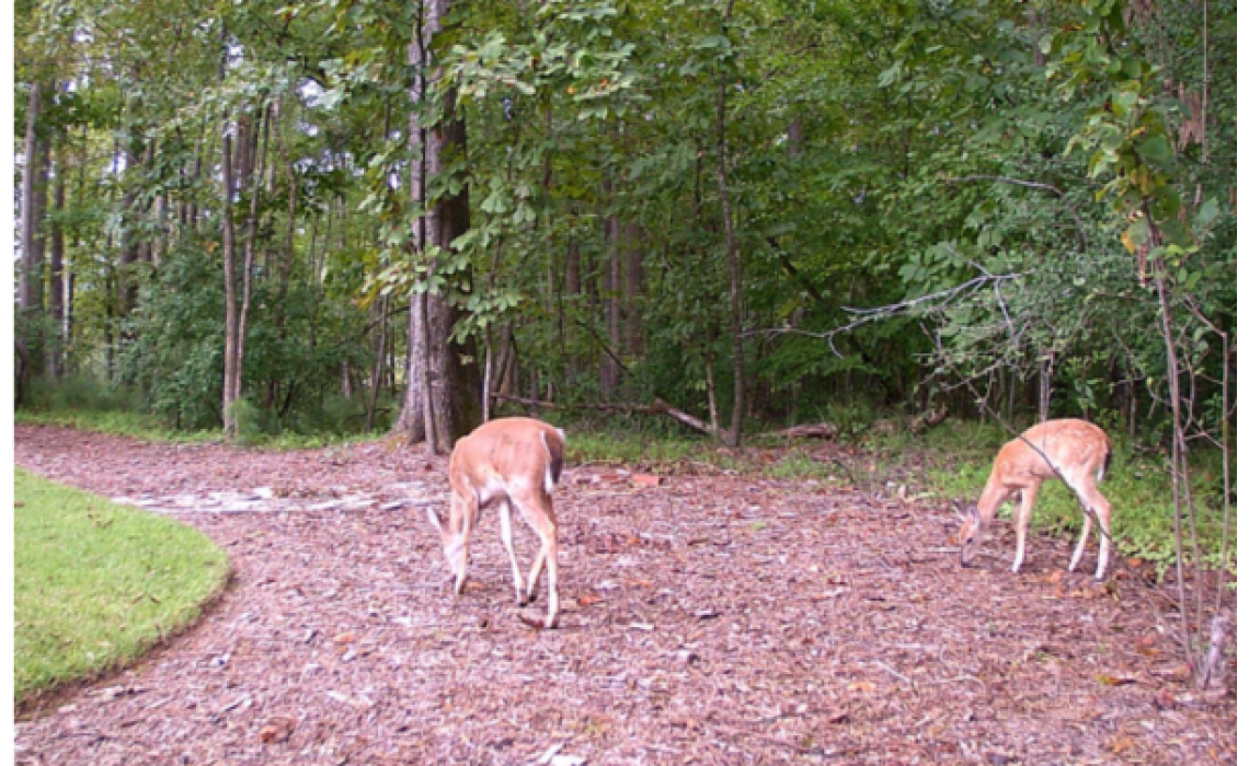 Tips For Setting Up Your Trail Cam.