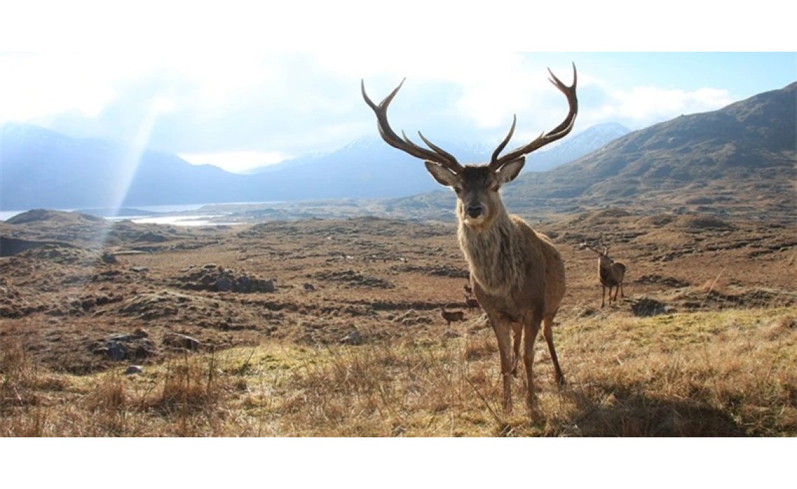 Trail camera — a great assistant for your outdoor activities